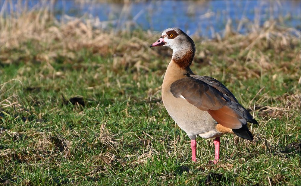 Nilgans 