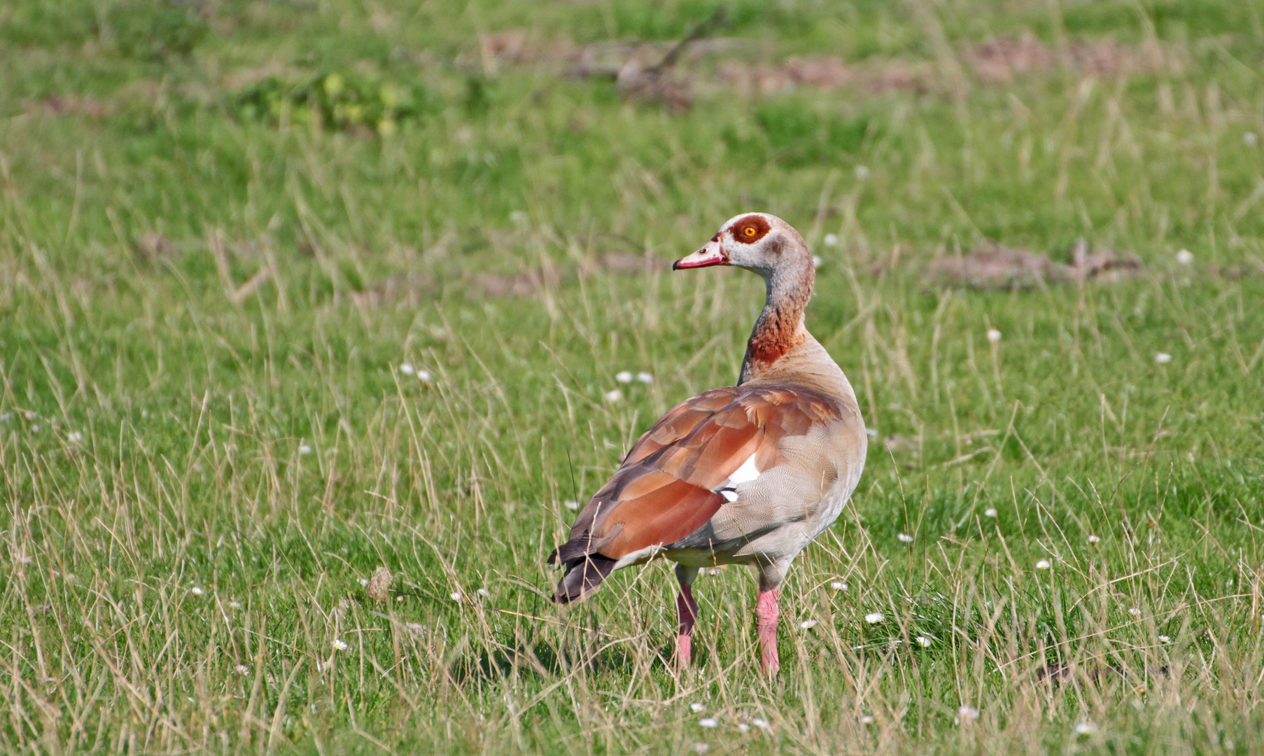 Nilgans