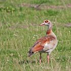 Nilgans