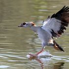 Nilgans