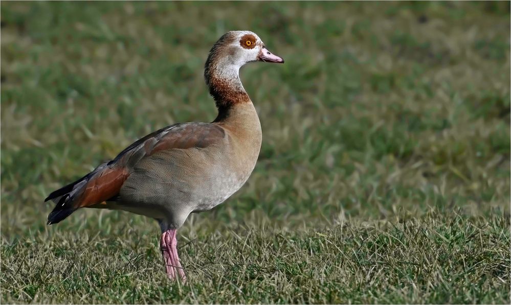 Nilgans