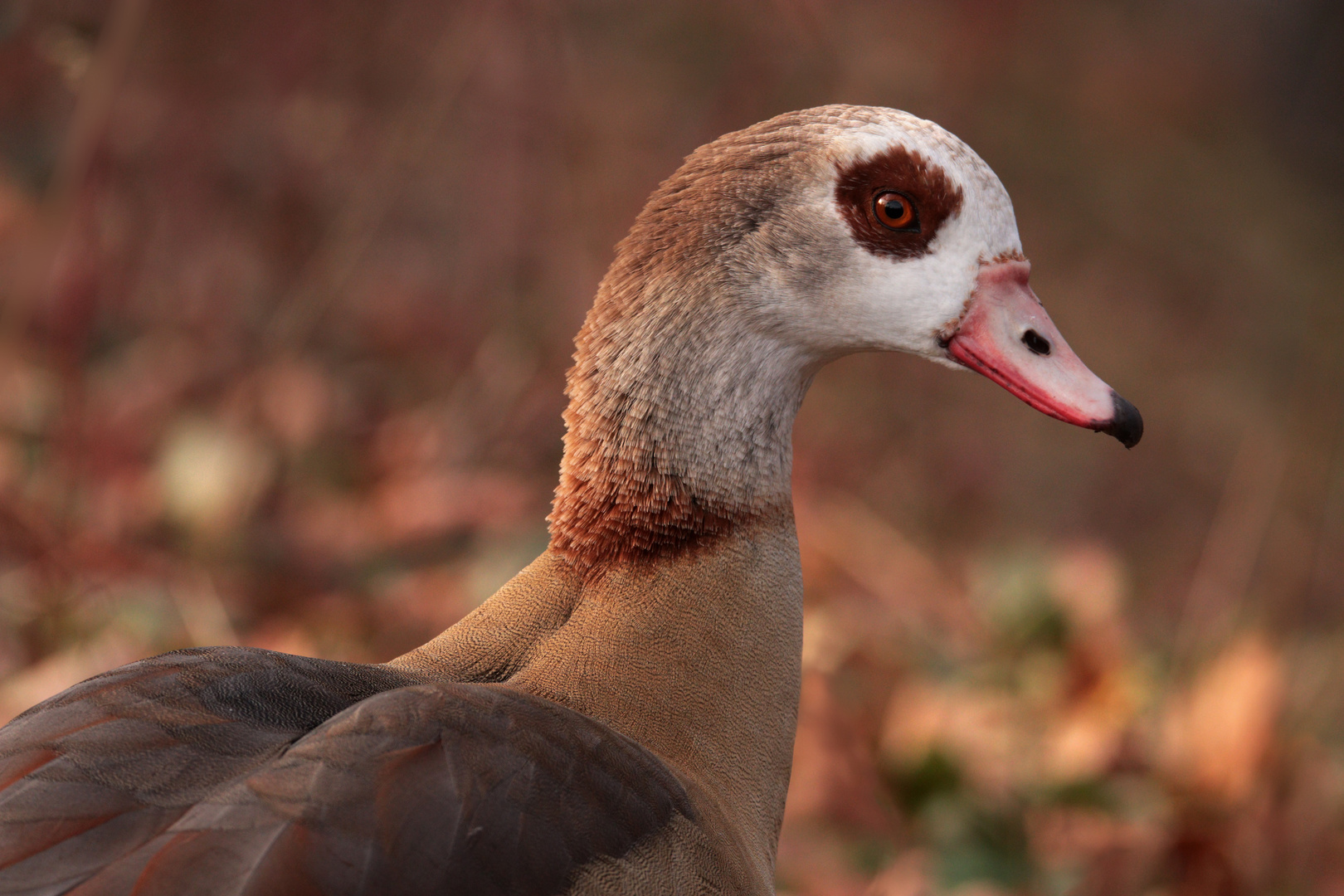 Nilgans