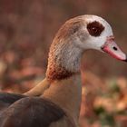 Nilgans