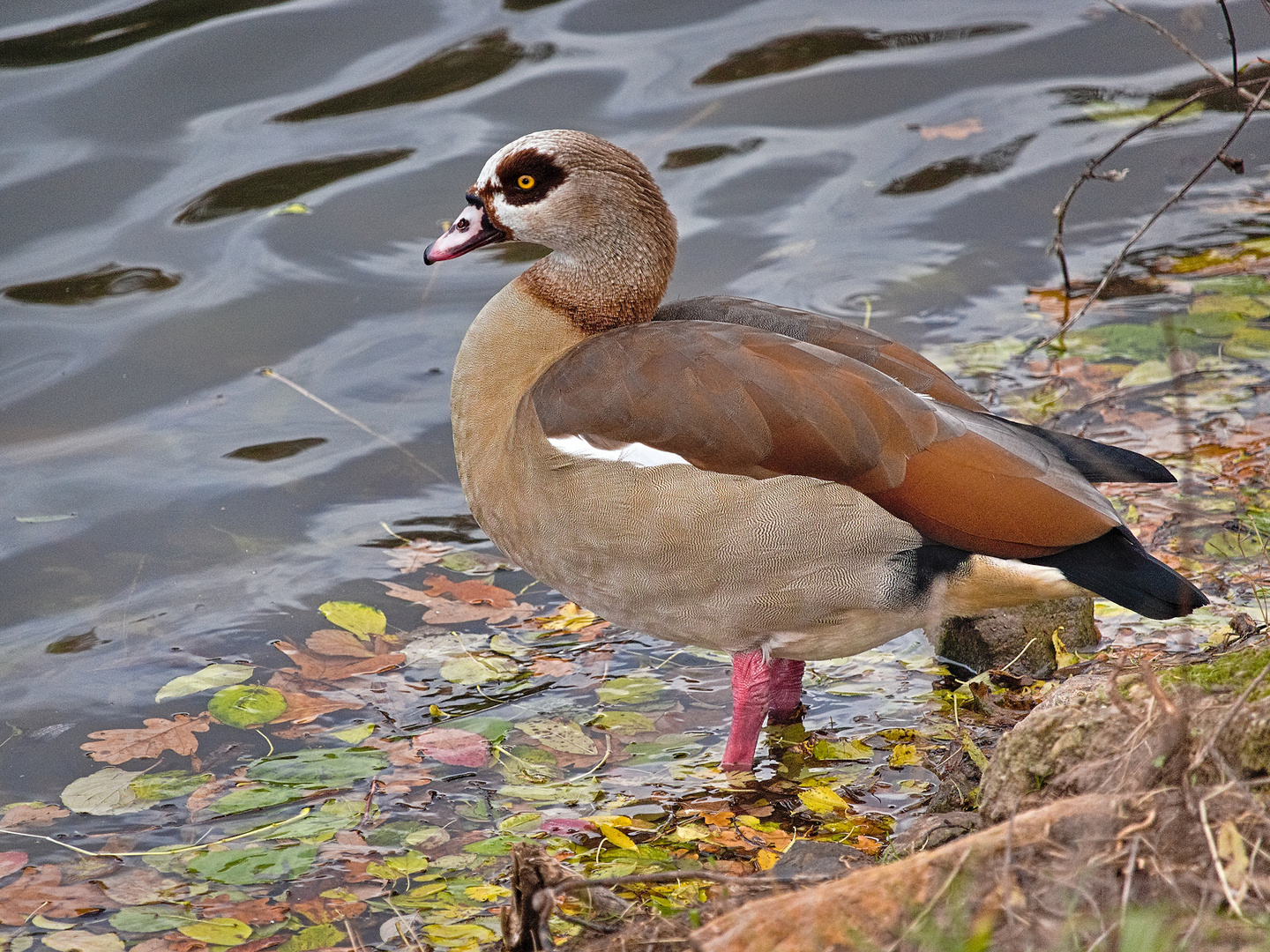 Nilgans