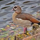 Nilgans