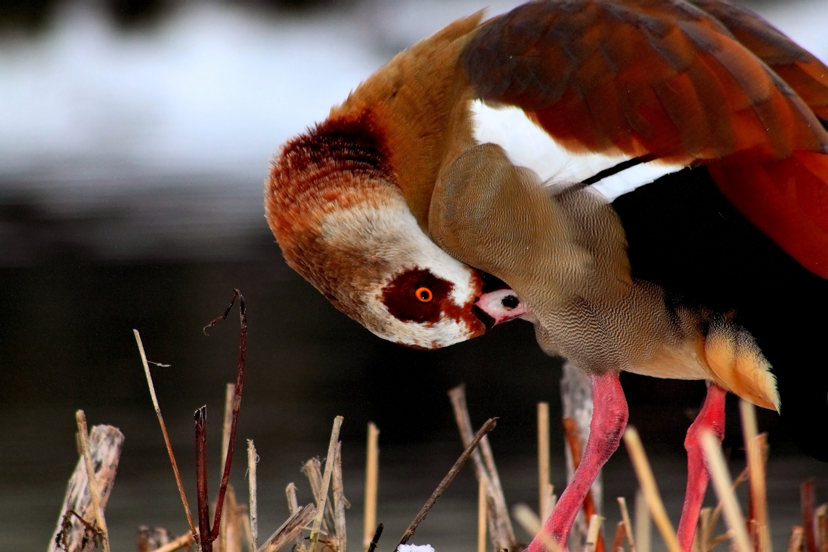 Nilgans