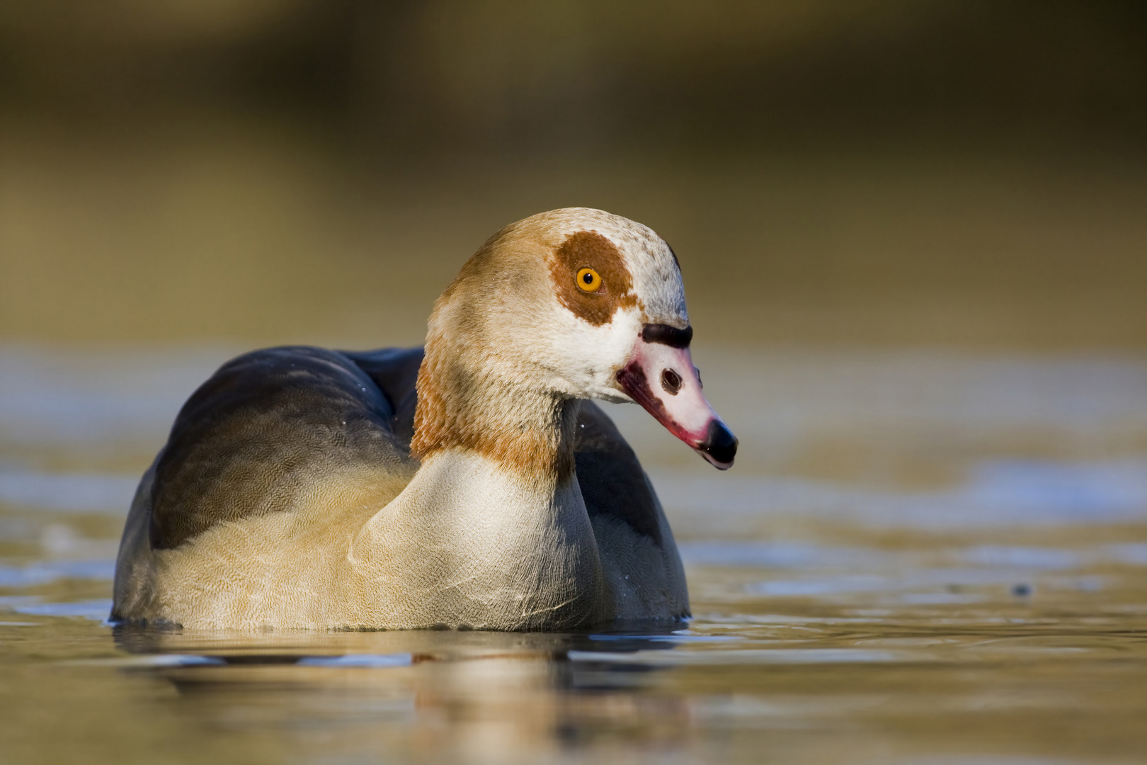 Nilgans