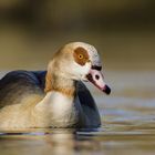 Nilgans