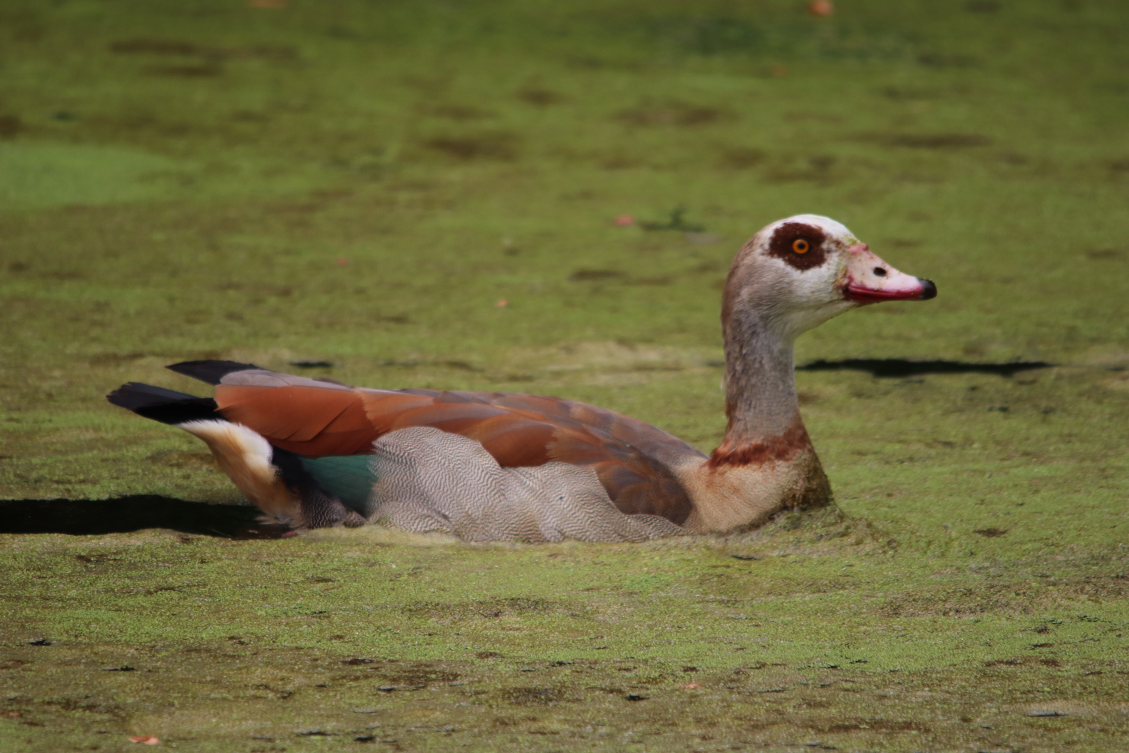 Nilgans....