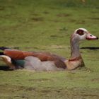 Nilgans....