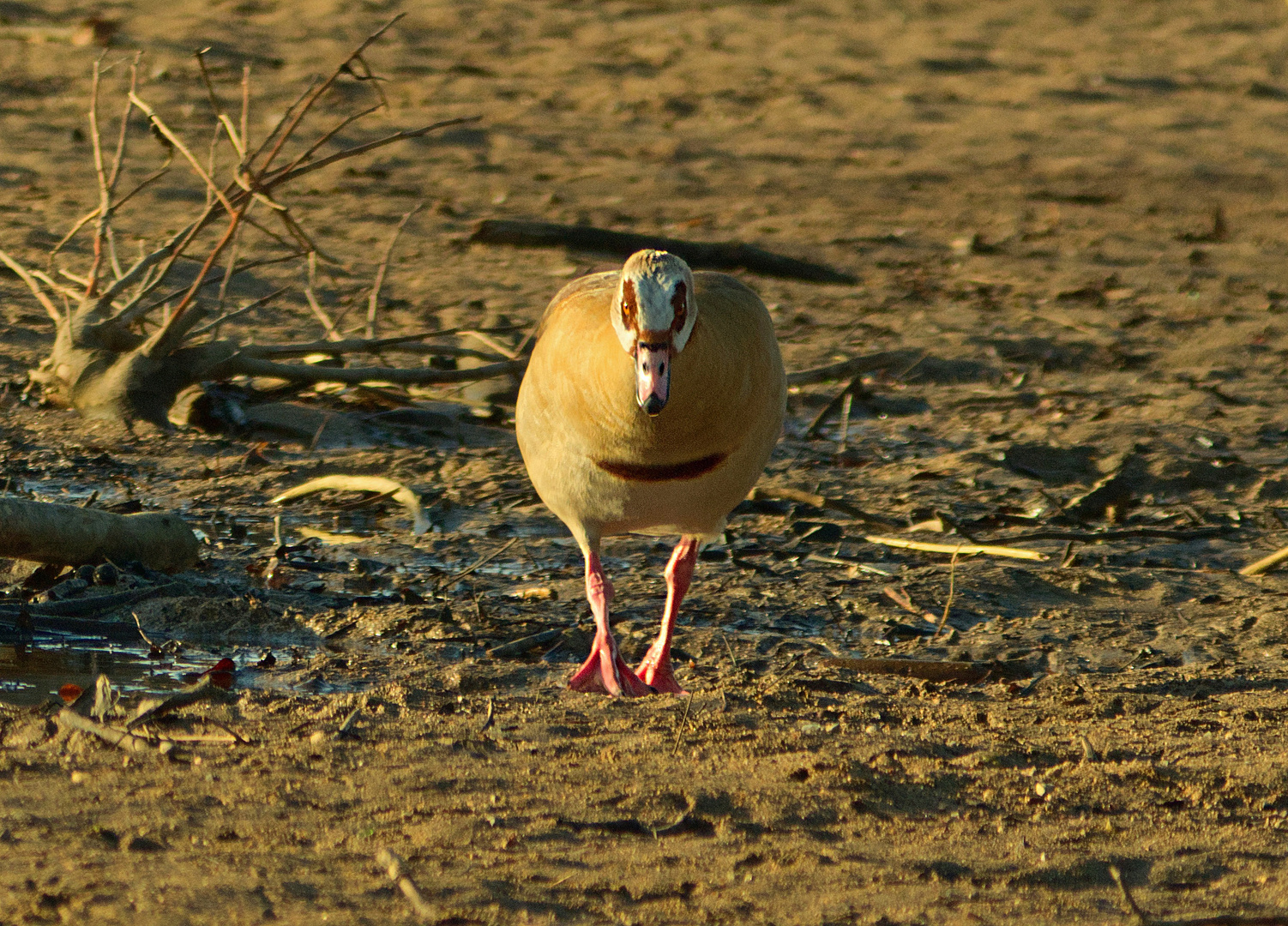 Nilgans