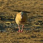 Nilgans