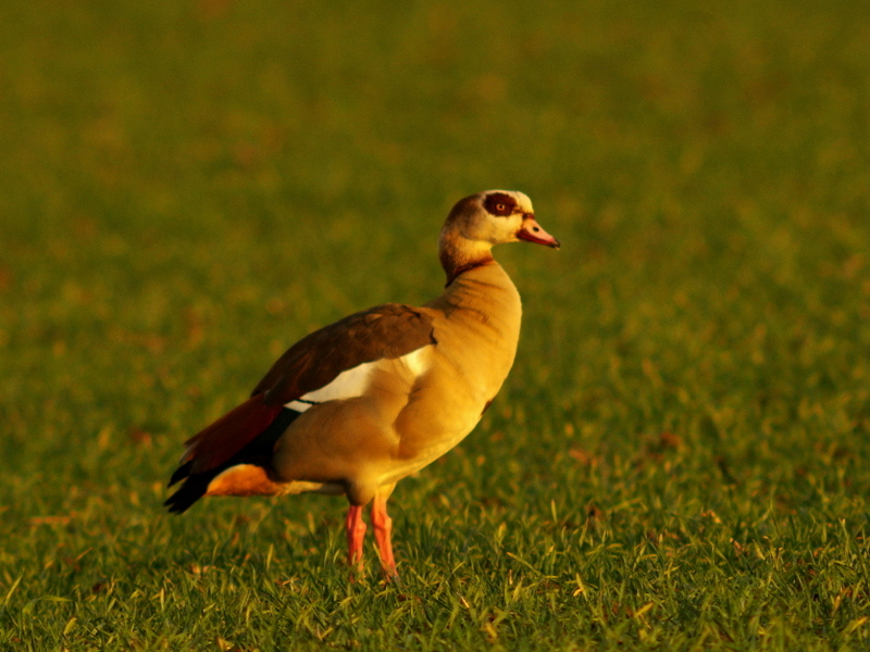 Nilgans