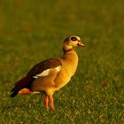 Nilgans