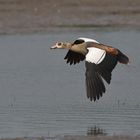 Nilgans