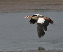 Nilgans