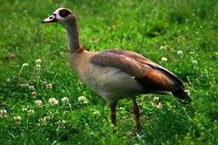 Nilgans