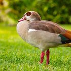 Nilgans