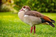 Nilgans