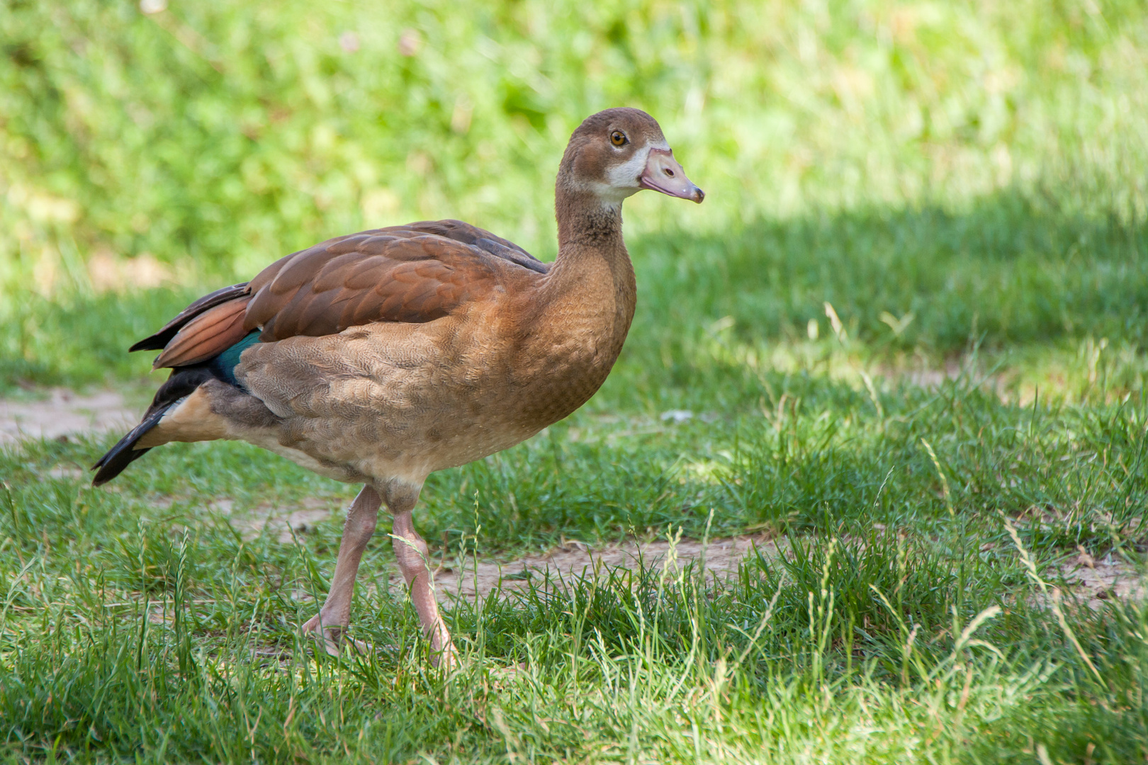 Nilgans