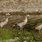 Nilgans 6/09