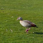 Nilgans