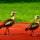 Nilgans