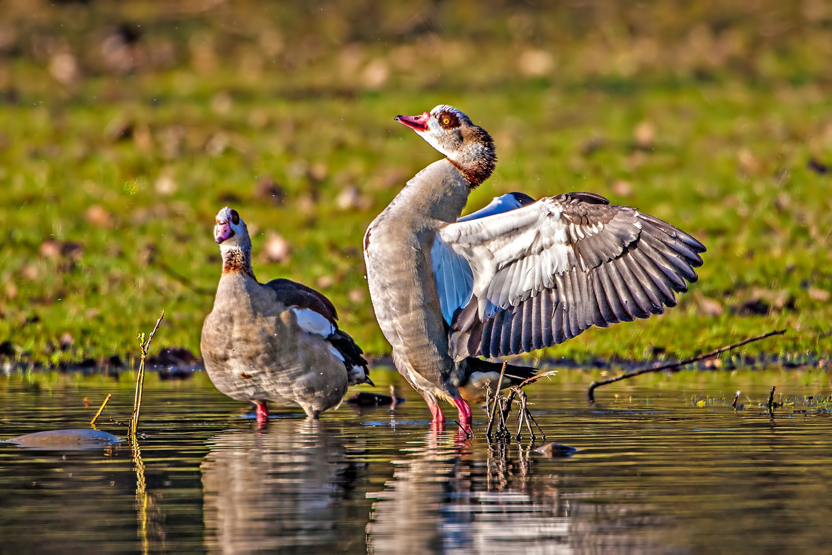 Nilgans