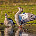 Nilgans