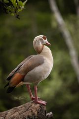 Nilgans