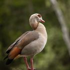 Nilgans