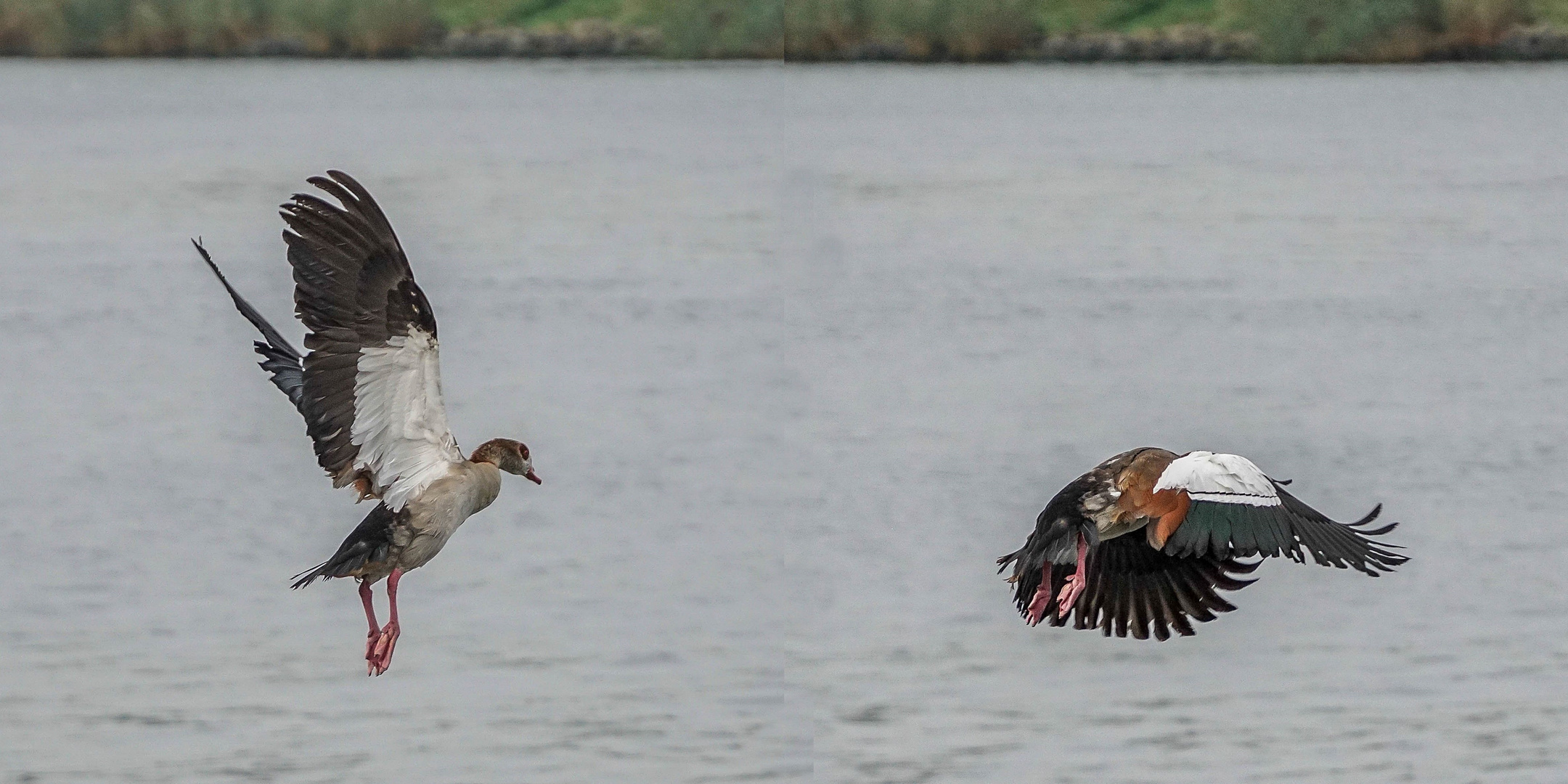 Nilgans