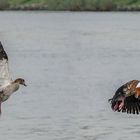 Nilgans