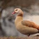 Nilgans