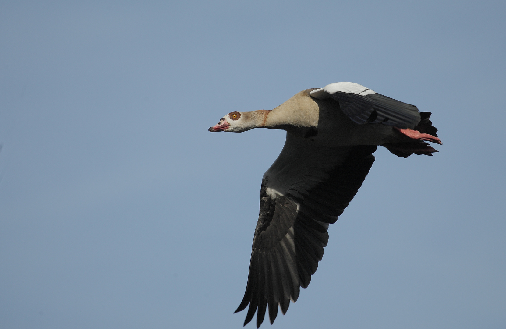 Nilgans