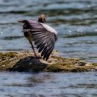 Nilgans