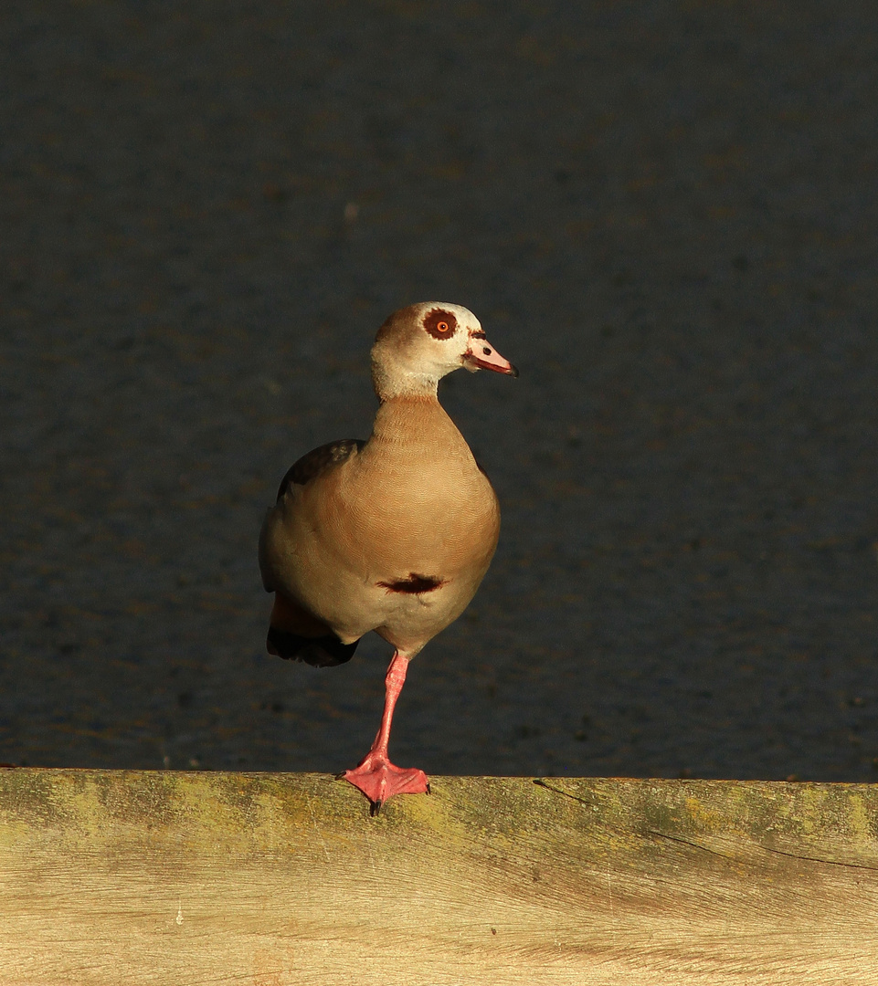 Nilgans