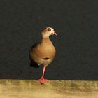 Nilgans