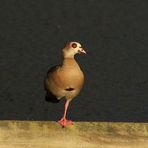 Nilgans