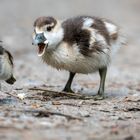 NilGans