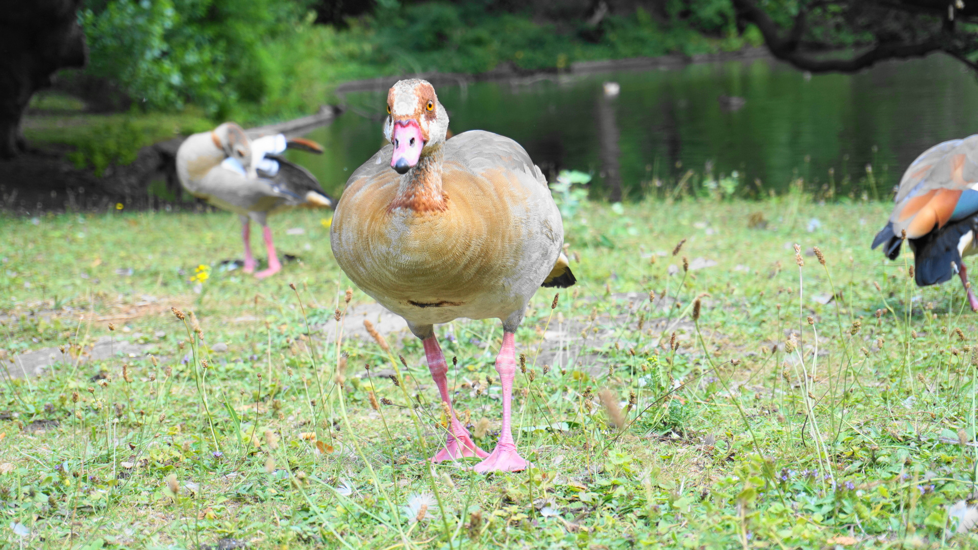 Nilgans