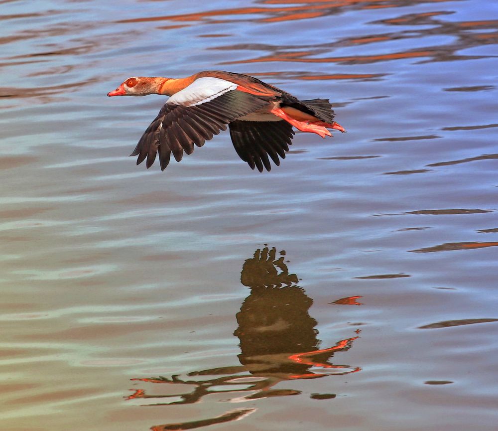 Nilgans