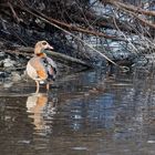 Nilgans