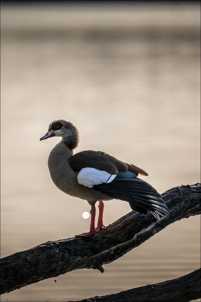 Nilgans