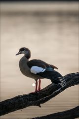 Nilgans