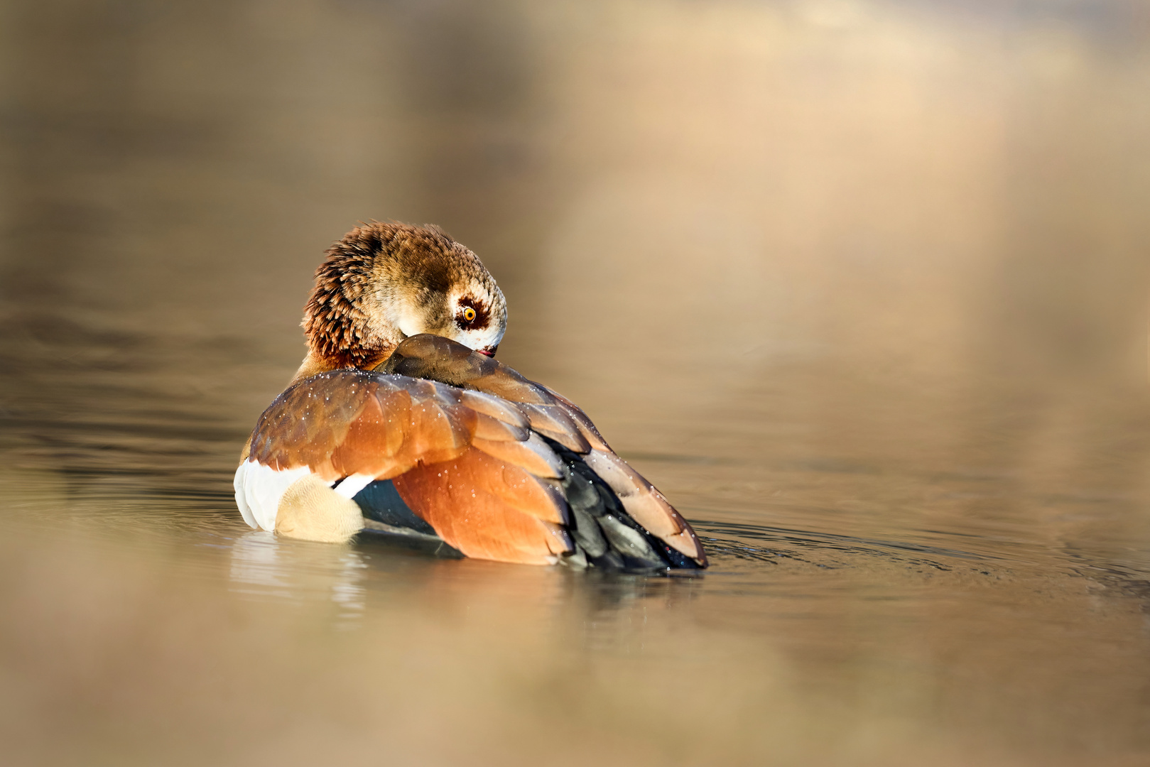 Nilgans