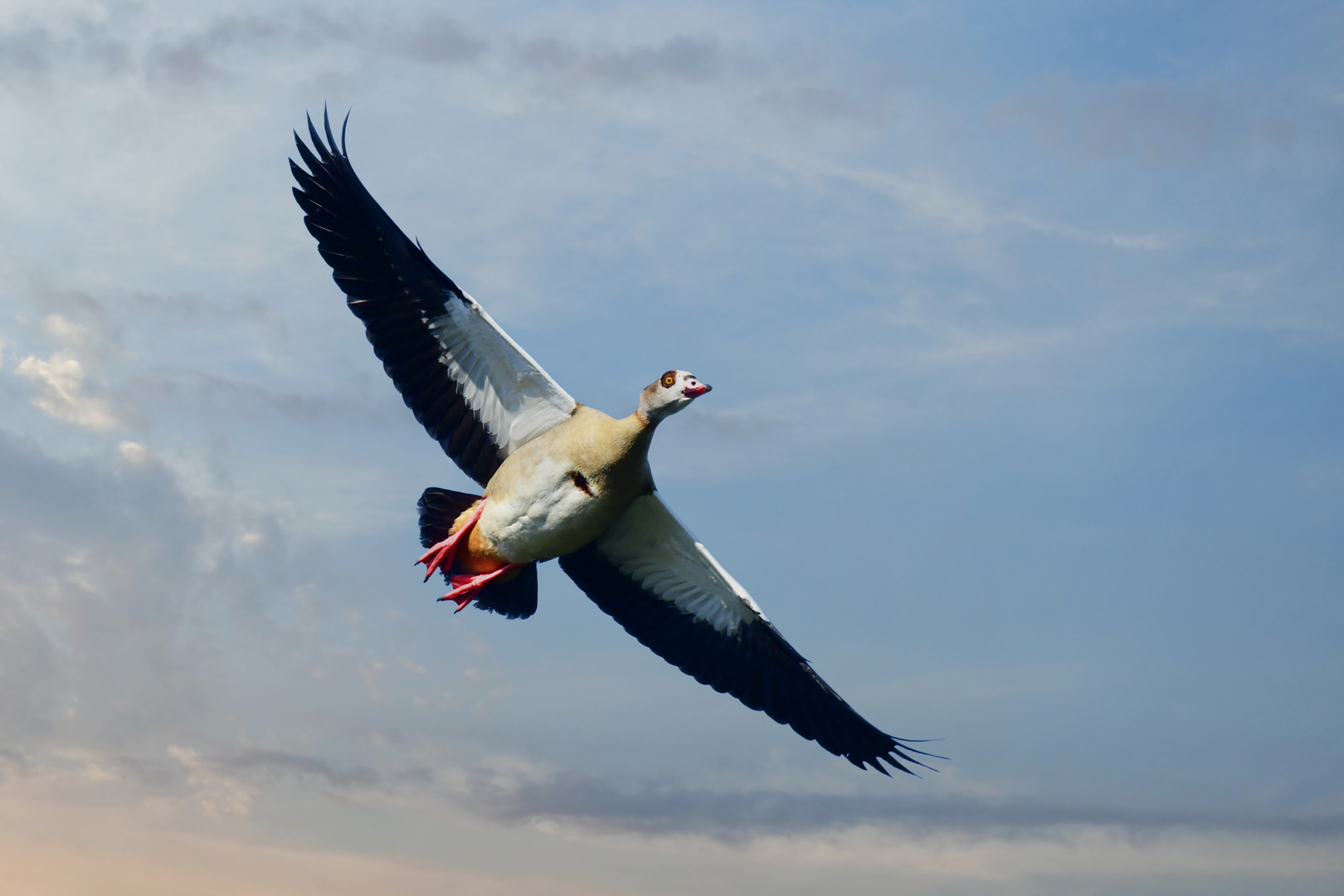 Nilgans