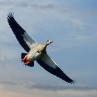 Nilgans