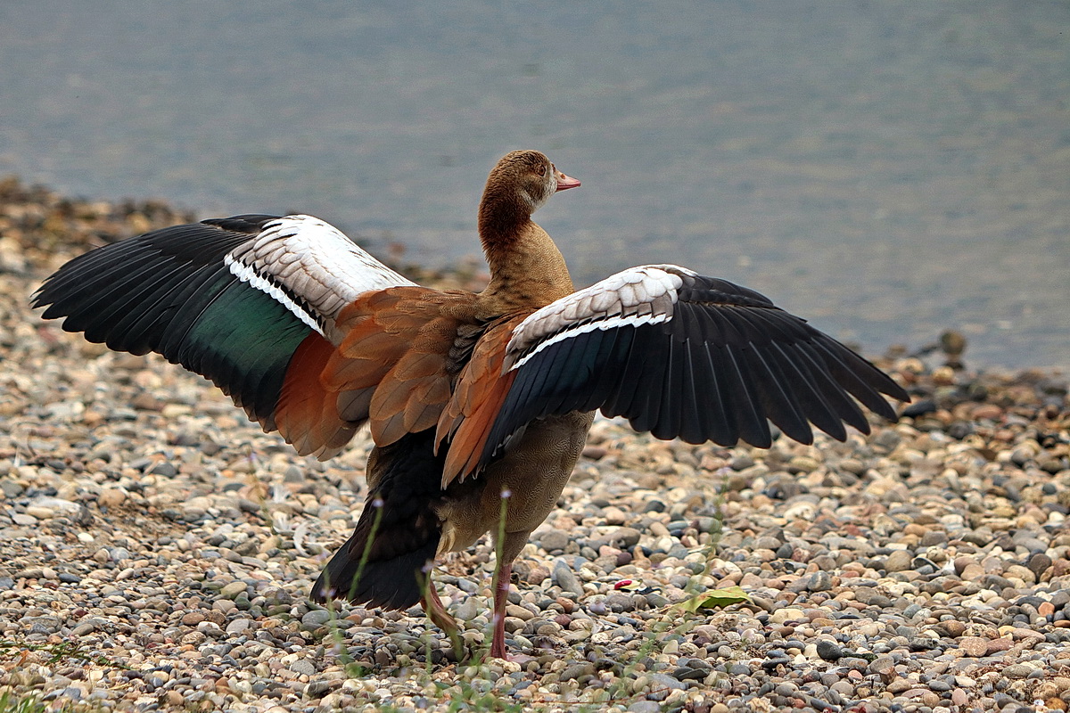 Nilgans