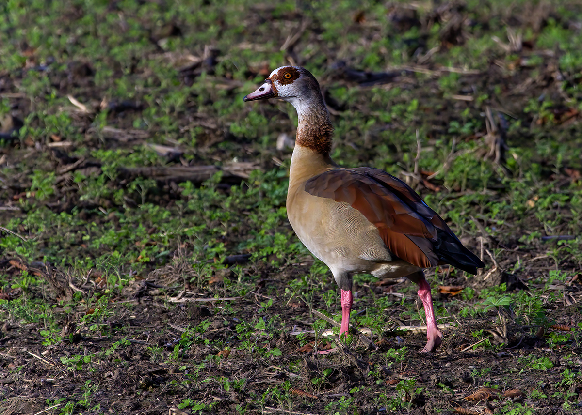 Nilgans